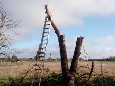 Elagage - abattage - déssouchage